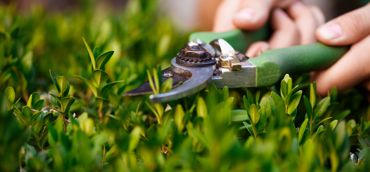 gyepszellőztetés mellett másban is számíthatsz csapatunkra